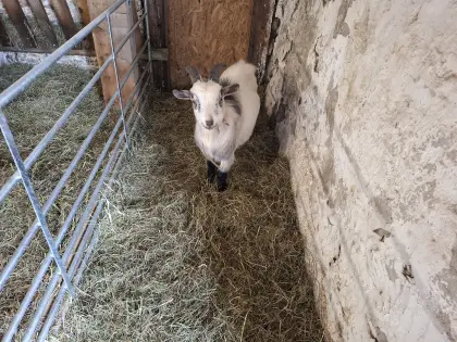 Verschenke Zwergziegenbock