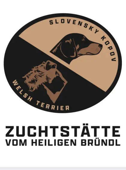 Welsh Terrier Welpen