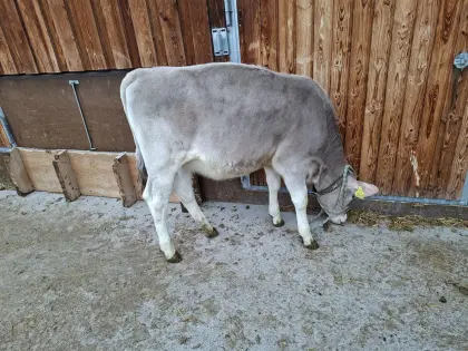 BIO Braunvieh Kalb