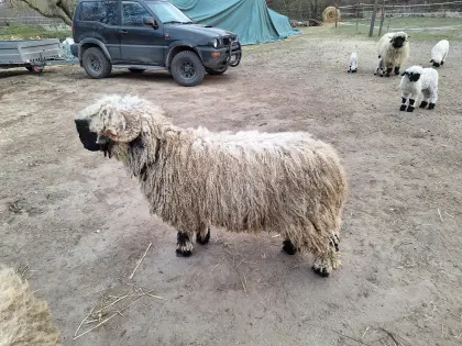 Walliser Schwarznasenschaf Widder HB