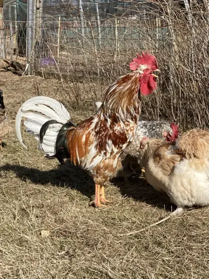 Bruteier reinrassiger Schwedischer Blumenhühner