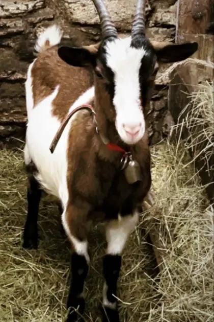 Pinzgauer/Saanenziegen zu verkaufen