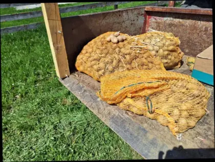 Bio Pflanzkartoffel, Saaterdäpfel