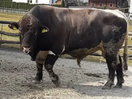 Pinzgauer Stier aus Mutterkuh Betrieb