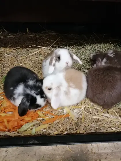 Zwergkaninchen Minilop Zwergwidder