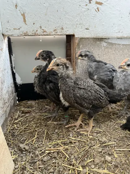 Küken von Grossrassen-Mixe