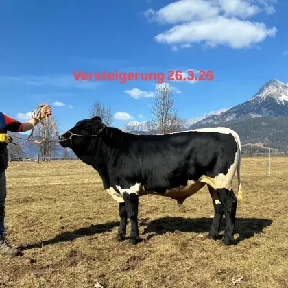 Pinzgauer Zuchtstier