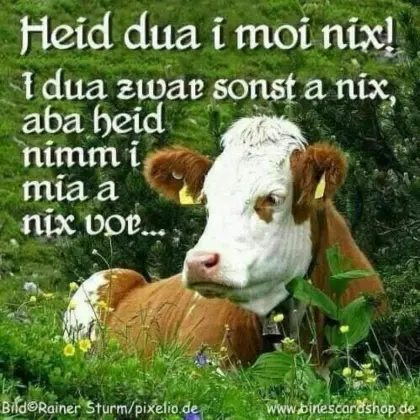 Aufzucht Betrieb sucht