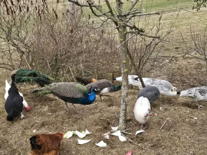 Pfauen Gruppe zu verkaufen