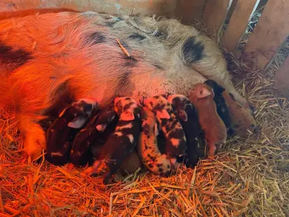 Kune Kune Ferkel