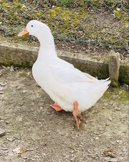 1 Zuchtpaar Wildenten und 1 Pekingente