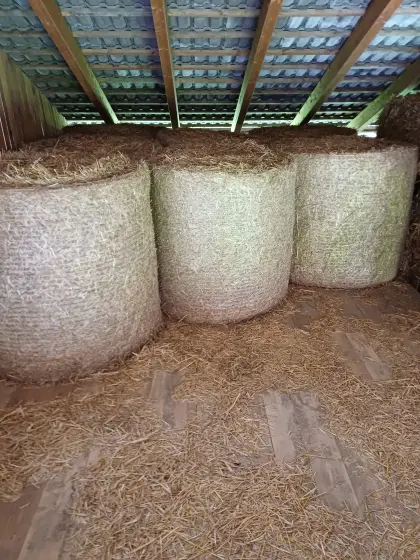 Stroh, Strohrundballen, Triticalestroh
