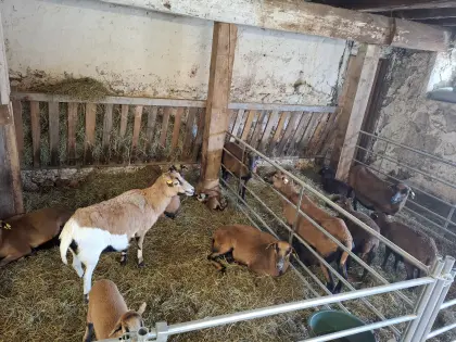 Verkaufe Kamerunschafe