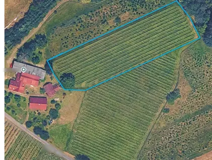 Weingarten zu verpachten