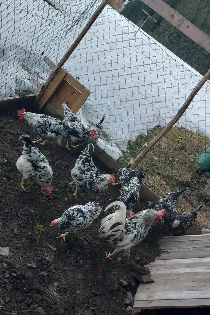 Bruteier Leghorn Exchequer