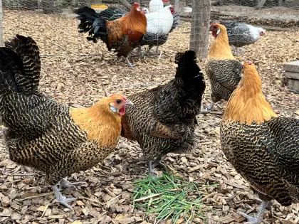 Westfälische Totleger Gold