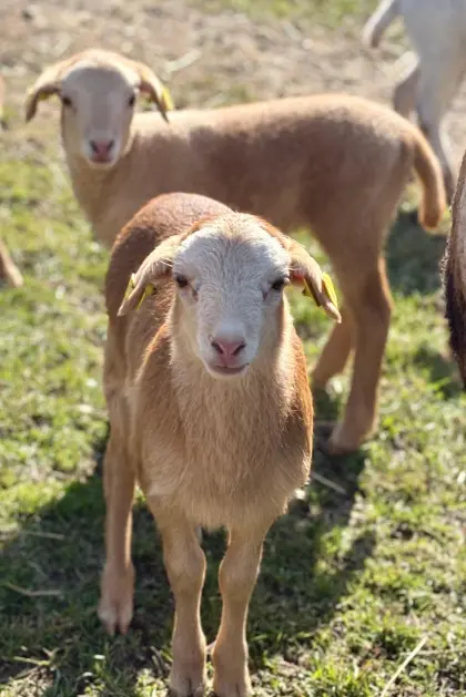 Kamerun-Dorper Lämmer
