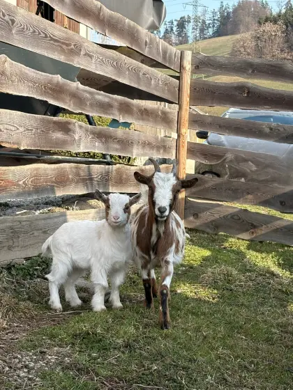 Mini-Zwergziegen Mama und Kitz