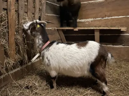 Wunderschöne Scheckenziege zu verkaufen