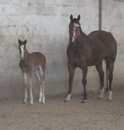 Quarter Horse Hengstfohlen zu verkaufen