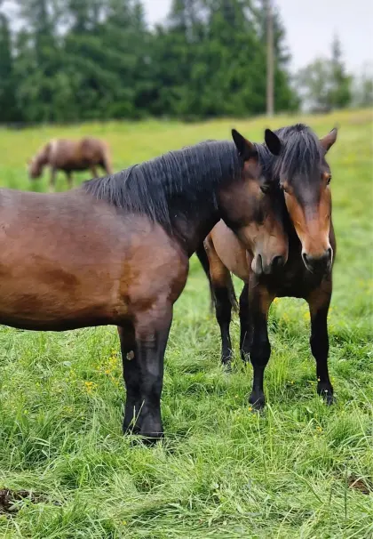 Braune Norikerstuten