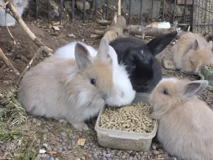 kaninchen zwerghasen