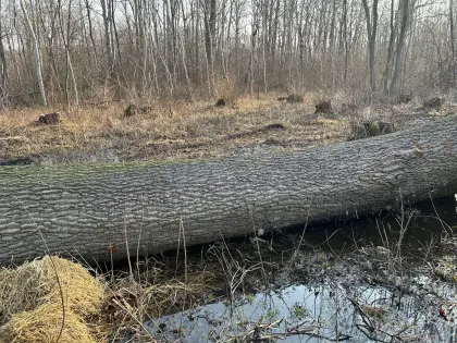Eichenstamm 1,30Durchmesser