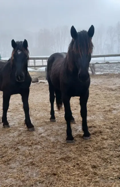 Verkaufe zweijährige Rapphengste Elmer und Diamant-Linie
