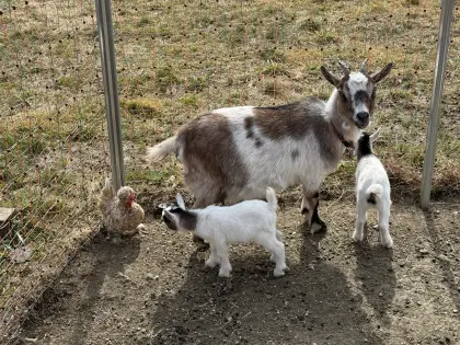 Mini-Zwergziegenmädels (Mama+Kitze)