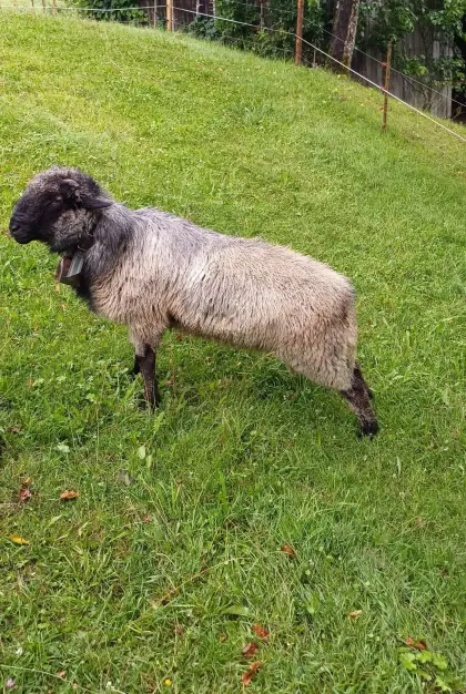 Alpinen Steinschafwidder