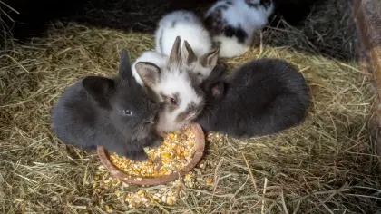Löwenkopf Zwergkaninchen in allen Farben laufend zum Verkauf