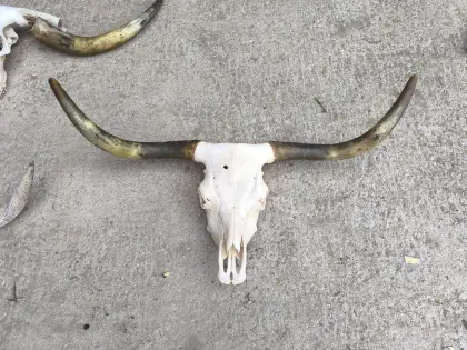 Schädel - Rinderschädel - Hochlandrinder