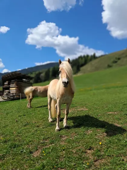 Junge Haflingerstute zu verkaufen