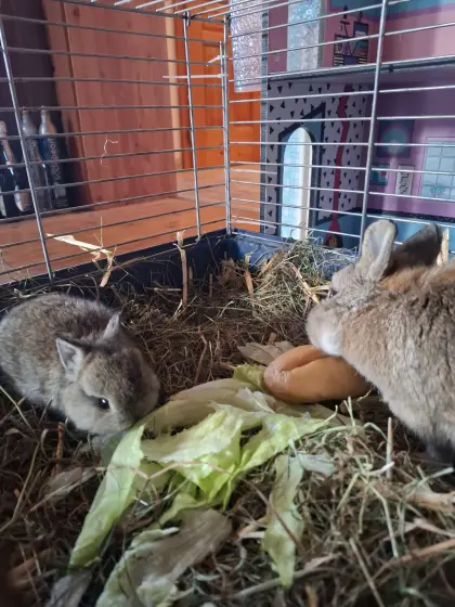 Hasenbabys Zwerghasen