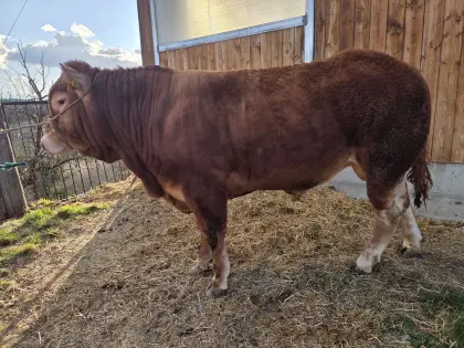Limousin Stier