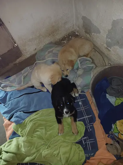 3 Bordercollie Schäferhund welpen