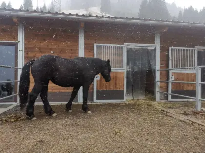 2-jährige Noriker-Rappstute