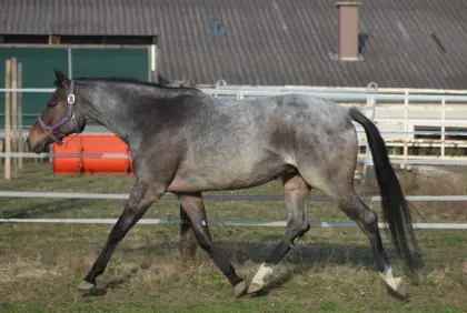 AQHA / APHA Bay Roan Stute zu verkaufen