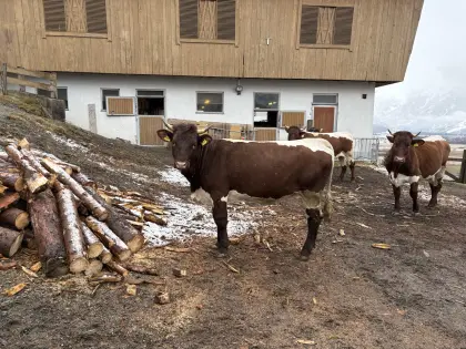 Pinzgauer Bio Kalbin