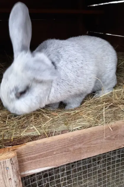 Großsilber Hell Kaninchen