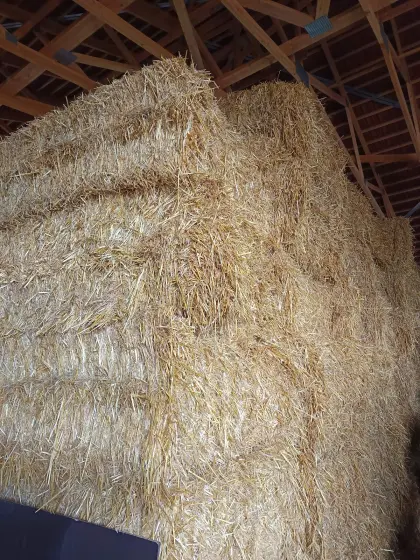 Gerstenstroh 1A Futterqualität