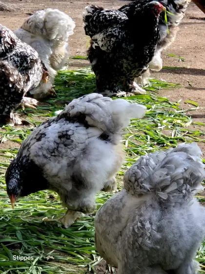 Brahma Bruteier mottled, blau-mottled, sehr selten