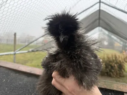 US Silkies, Seidenhühner