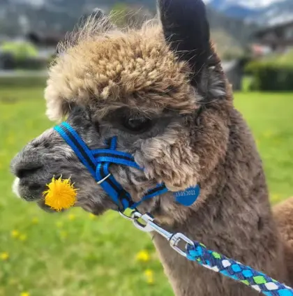 Außergewöhnlicher Grey Harlequin Appaloosa Hengst