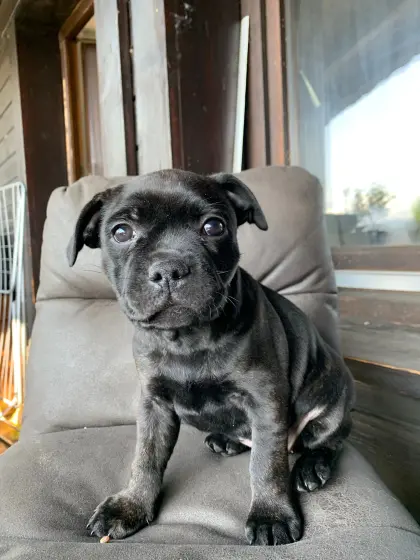 Staffbull Welpen suchen liebevolles Zuhause