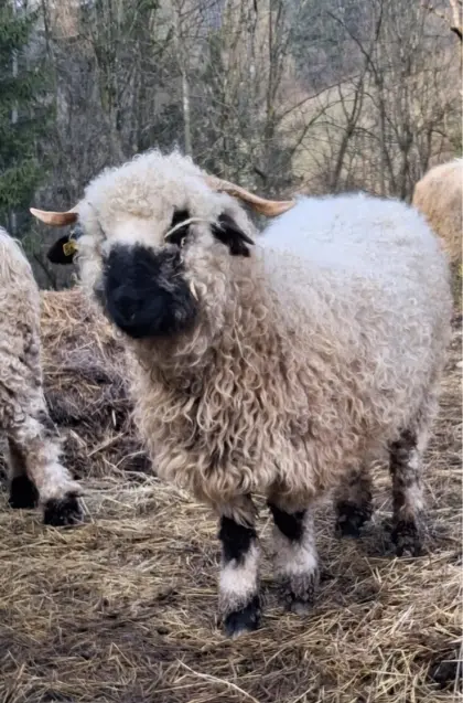 Walliser Schwarznasen Schafe