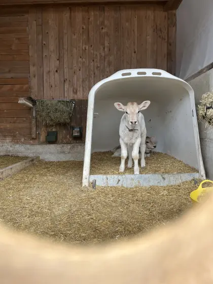 Zwei Brown Swiss Kälber zu verkaufen (nur gemeinsam)