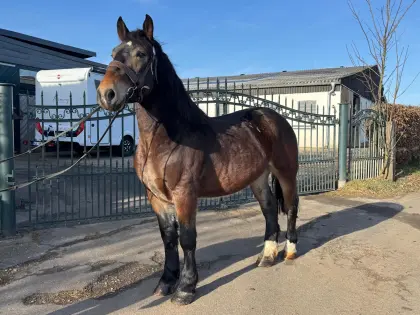 TOLLER WALLACH ZU VERKAUFEN