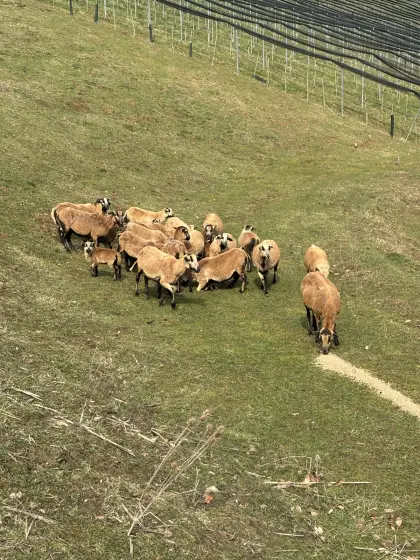Kamarun Herde zu verschenken