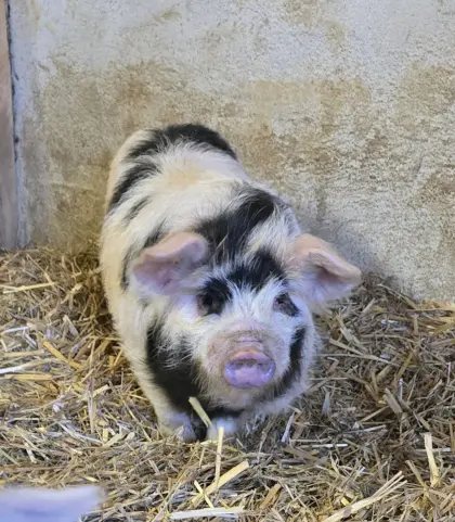 Kune Kune Ferkel